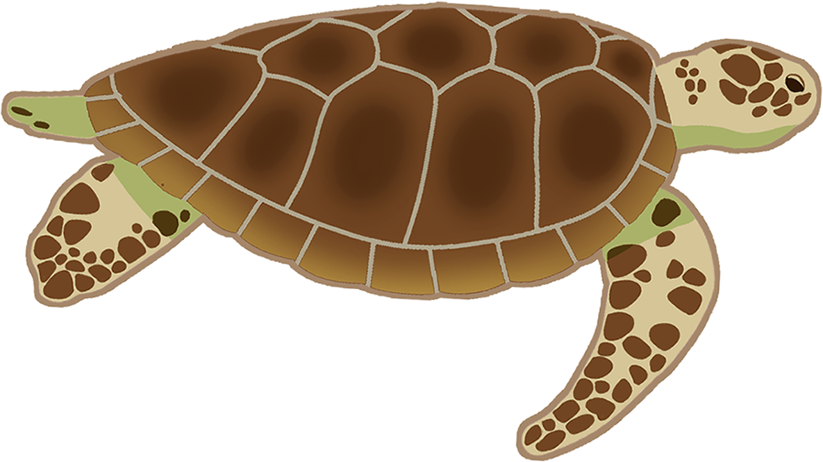 turtle